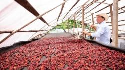 Café peruano busca competir por diferenciación y no por volumen, en medio de un nuevo ciclo de precios internacionales