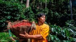 Café peruano marca récord de exportaciones, pero el valor agregado sigue pendiente