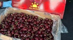 Camposol concreta con éxito su primer envío de cerezas chilenas a Estados Unidos