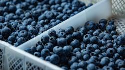 Camposol impulsa el recambio varietal del arándano