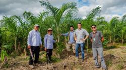 Caynarachi apuesta por el palmito y acaí en San Martín