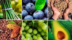 Cinco regiones representaron el 78% del valor de las agroexportaciones peruanas en 2025