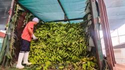 Comunidades nativas de Ucayali logran histórico acuerdo comercial de plátano sostenible