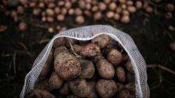 Crean Grupo de Trabajo para hacer frente al Candidatus Liberibacter solanacearum