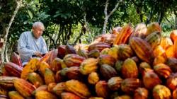 Crecen las agroexportaciones a Costa Rica, sumaron US$ 52.986.000 en 2025