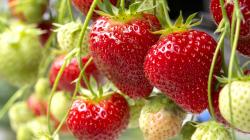 Despachos peruanos de fresas llegaron a US$ 10.6 millones en el primer semestre de 2025