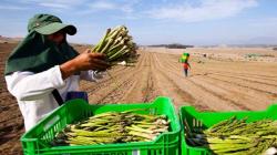 Destacan avances en la Implementación del Sistema de Trazabilidad del Espárrago Peruano