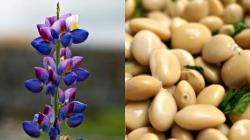 El 2025, Perú produjo 24.208 toneladas de tarwi en 13.900 hectáreas