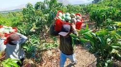 El 50% de la producción de mango de Piura ya se perdió y cifra podría agravarse