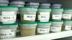 Estudio del IIAP descubre potencial antioxidante y medicinal en plantas amazónicas