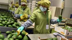 Exportación de palta peruana se mantiene estable en julio pese a caída del volumen embarcado