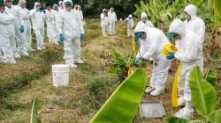 Exportaciones de banano crecen en valor 24,6% a agosto del 2026