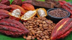 Exportaciones de cacao y derivados sumaron cerca de US$ 1.500 millones