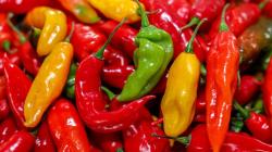 Exportaciones peruanas de ajíes y pimientos sumaron US$ 328 millones