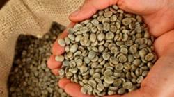 Exportaciones peruanas de café en grano se duplicaron en valor en este primer bimestre