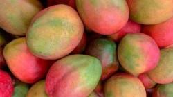 Frutos Tropicales Perú se posiciona como el principal exportador de mango Kent a Europa