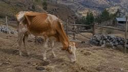 Ganadería en el sur de Perú será muy afectada por la sequía