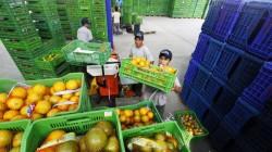 Hasta abril: Ica, Lima y La Libertad lideran las agroexportaciones