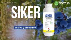 Hortus SIKER EC: el aliado estratégico contra el chanchito blanco en uva y arándano.