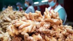 Hoy inicia la III Convención Internacional del Jengibre en Pichanaqui
