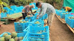 Huarmey realiza su primera exportación de mango kent a Europa