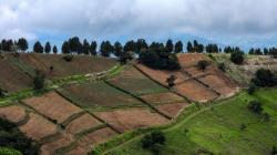 IICA organiza segundo foro: recarbonización de los suelos agrícolas