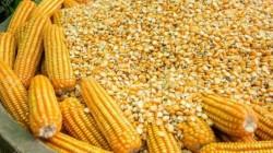 Importación de maíz amarillo duro creció 3.84% en volumen en el primer semestre de 2026