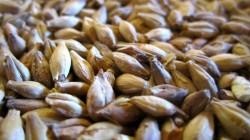 Importación de malta llegó a los US$ 23.7 millones en 2025