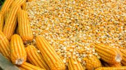 Importaciones de maíz amarillo duro crecen 11.23% en volumen y 17.16%