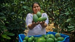 Impulsan consumo nacional de palta Hass producida por pequeños agricultores