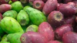 Impulsan la creación del Día Nacional de la Tuna