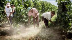 Investigación, Desarrollo e Innovación tema clave para la competitividad del país y del agro