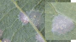 La “arañita cristalina” alerta a productores de palta en Lambayeque