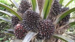 La palma aceitera sostenible es una alternativa productiva clave para el desarrollo rural de la Amazonía