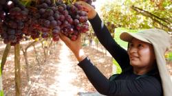 La temporada de uva de mesa en Ica avanza con normalidad y bajo impacto de lluvias