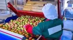 Lanzan proyecto de Ley que busca derogar beneficios tributarios a las agroexportadoras