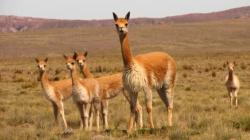Ley fija parámetros para uso de inteligencia artificial en protección de vicuñas