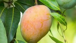 Mango costarricense gana competitividad con una estrategia de alto valor