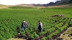 Más de S/. 769 millones en créditos fueron otorgados mediante AgroPerú