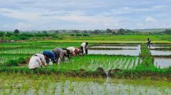 Mercado arrocero peruano: crisis recurrente por desinformación y escasa planificación