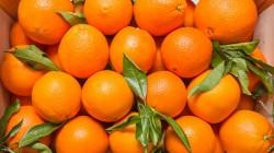 Naranja Valencia peruana: El potencial exportador que dinamiza la economía de la Selva Central