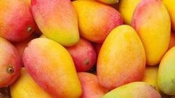 Nathalia Costine-Tello: «La investigación debe convertirse en solución práctica para la industria del mango»