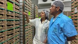 Norandino realizó su primera exportación de mango orgánico