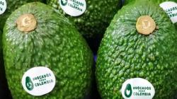Ojo con Colombia: exportó 182.432 toneladas de palta Hass mostrando un alza de 21.8%