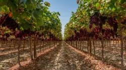 Olivos de Villacurí lidera ranking de las principales empresas agroexportadoras