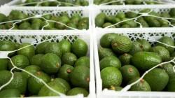 Palta fresca, el tercer producto más exportado en volumen desde Callao hasta julio
