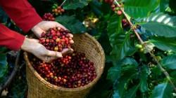 Perú: 13.92% del valor de las exportaciones de café es orgánico