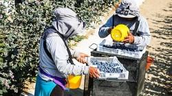 Perú acelera sus exportaciones de frutas y superaría a Chile en el 2028