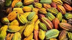 Perú concentra el 60% de la biodiversidad de cacao existentes en el mundo