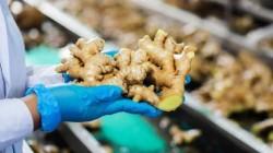 Perú exporta más jengibre, pero cada kilo vale menos